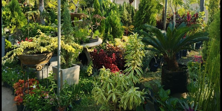 VIVERO JARDIN ALTA VISTA C.A