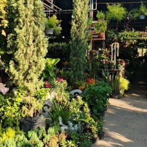 VIVERO JARDIN ALTA VISTA C.A