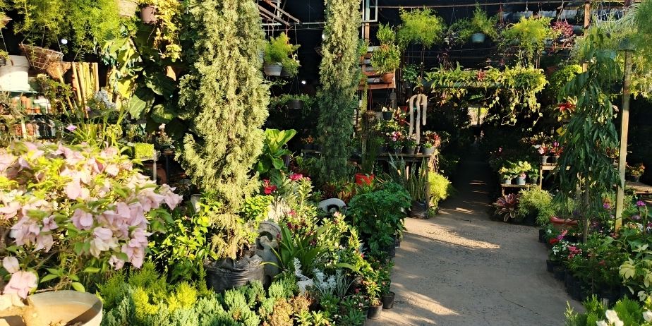 VIVERO JARDIN ALTA VISTA C.A