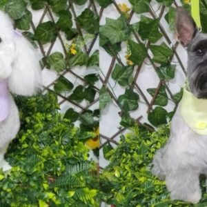 PELUQUERIA CANINA PONME GUAPO