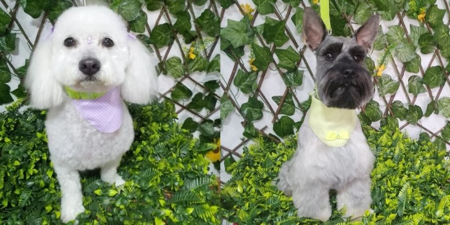 PELUQUERIA CANINA PONME GUAPO