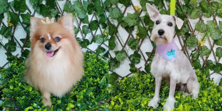 PELUQUERIA CANINA PONME GUAPO