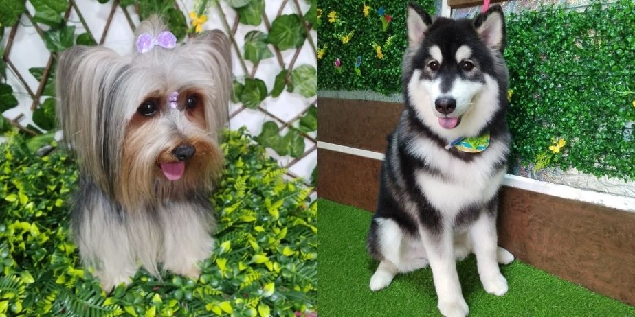 PELUQUERIA CANINA PONME GUAPO